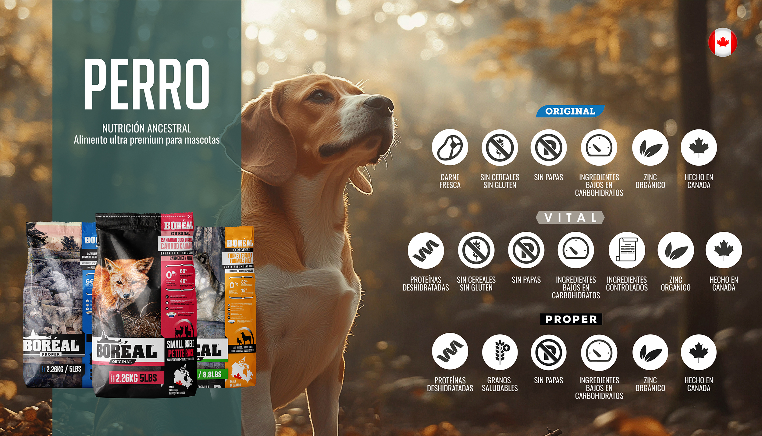 Perro